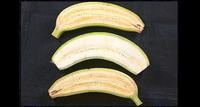 Lettre ouverte de l’AFSA contre les essais d’alimentation humaine avec des bananes OGM-image