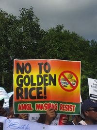 Golden Rice is unnecessary and dangerous-image