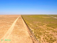 Over-grazing and desertification in the Syrian steppe are the root causes of war-image