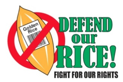 Golden Rice research publication retracted on ethical grounds-image