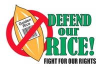 Golden Rice research publication retracted on ethical grounds-image