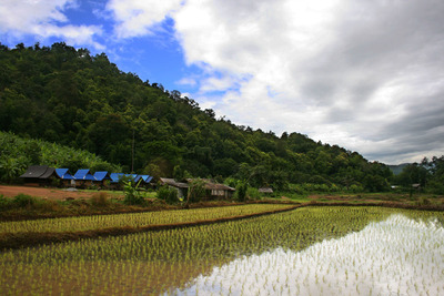 Thai people’s networks oppose opening to GMOs in Thailand -image