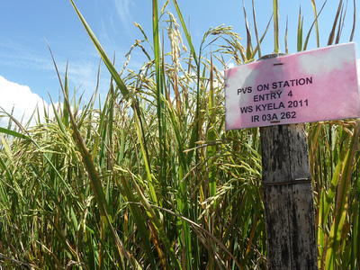 Tanzania launches project aimed at doubling rice production-image