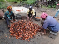 West African women defend traditional palm oil-image