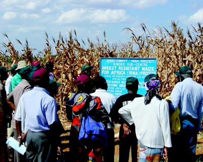 Pr. Jeanne Zoundjihekpon : «Les OGM rentrent en Afrique par l’aide alimentaire»-image