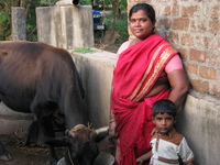Killing our livelihoods: the dairy crisis in India-image