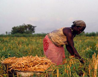 Le niébé et le sorgho : nouvelle frontière dans l'expansion de l’agro-industrie -image