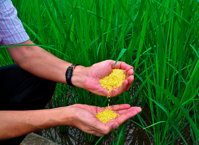 Latin American scientists reject letter from Nobel Prize laureates in support of GMOs-image