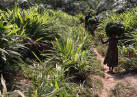 Compañía de aceite de palma respaldada por fondos de desarrollo plagada de conflictos por la tierra y finanzas poco transparentes en la República Democrática del Congo-image