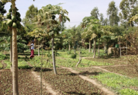 L’agroécologie, solution pour nourrir sainement et durablement la planète-image