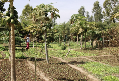 L’agroécologie, solution pour nourrir sainement et durablement la planète-image