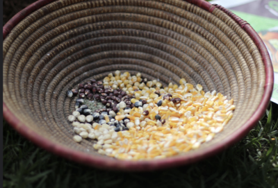 Trade deals threaten peasant farmers' stewardship of seed biodiversity-image