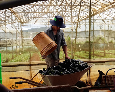 Cultiver le désastre : le programme Grow permet aux multinationales de développer leur mainmise sur l'agriculture-image