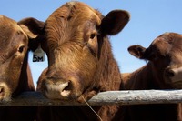 "Pour sauver le climat, il faut prendre le taureau par les cornes : réduisons la consommation de viande et de produits laitiers industriels"-image