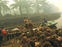 Barata, versátil y manchada de sangre: así es la industria del aceite de palma-image