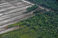 Il n’existe pas de production d’huile de palme industrielle durable-image