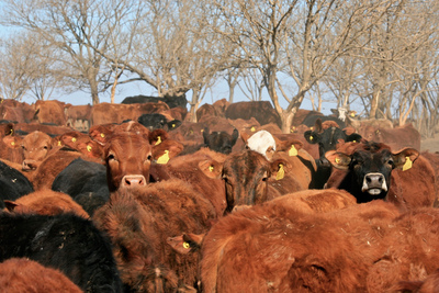 The global dangers of industrial meat-image