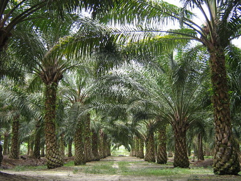 Palm Oil Archives - Mighty Earth