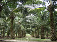 “Green” oil palm plantations are a scam: the case of OLAM-image