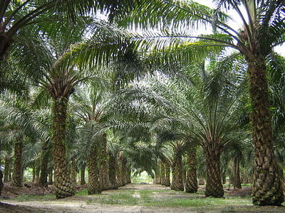L’escroquerie des plantations de palmiers à huile ‘verts’ : le cas d’OLAM-image