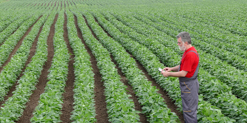 GRAIN  Latin America - Soya nexus in South America