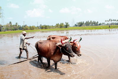 A Grain of Truth: RCEP and the Corporate Hijack of Indian Agriculture-image