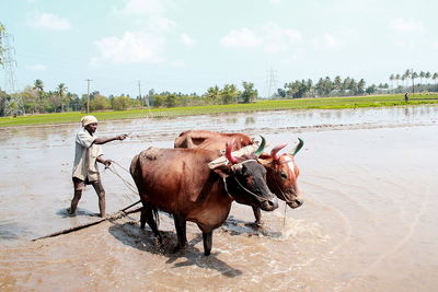 A Grain of Truth: RCEP and the Corporate Hijack of Indian Agriculture-image