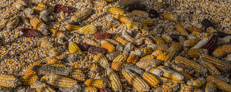 GRAIN | El paradigmático caso de Honduras