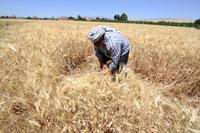 Syrian seeds shake up Europe’s plant patent regime-image