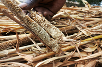 Los acuerdos comerciales que influyen en la legislación referente a las semillas en África-image