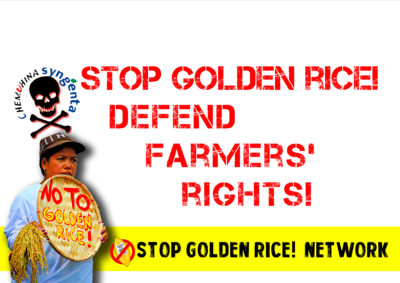 Civil society decries FSANZ approval of Golden Rice-image