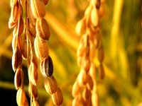 Canada – Une curieuse autorisation du riz OGM doré-image