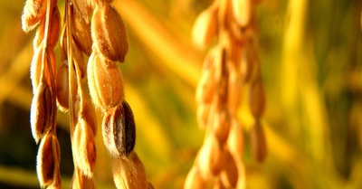 Canada - A strange permit for GMO golden rice -image