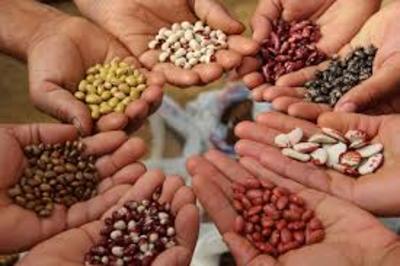 Les semences paysannes, plantes de demain pour une nutrition saine et durable -image