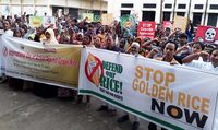 Farmers and consumers commemorate Golden Rice uprooting victory amid renewed push for field trials-image