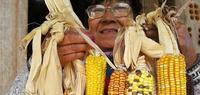 Paraguay: Ceferina Guerrero, guardian of native and indigenous seeds -image