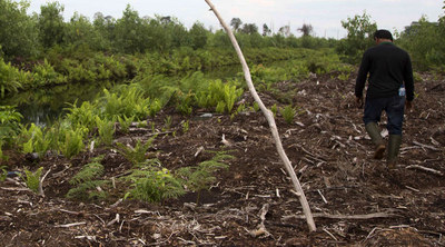 New study raises red flags on tax haven role in environmental destruction-image