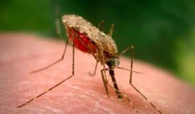 Les moustiques OGM relâchés au Burkina Faso vont franchir les frontières-image