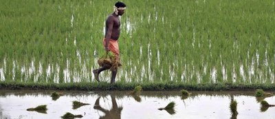 Hungry for land: small farmers feed the world with less than a quarter of all farmland-image