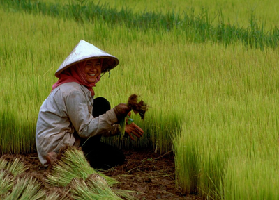 Bocoran bab baru Persetujuan Perdagangan Asia menunjukkan RCEP akan menghilangkan penguasaan petani atas benih-image