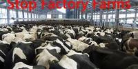 Tomar el toro por los cuernos: reducir la producción industrial de carne y lácteos puede frenar su impacto negativo en el clima-image