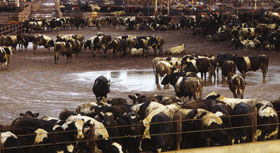 Two ways to tackle livestock’s contribution to the climate crisis-image