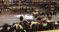 Dos formas de enfrentar y detener la contribución de la ganadería a la crisis climática-image