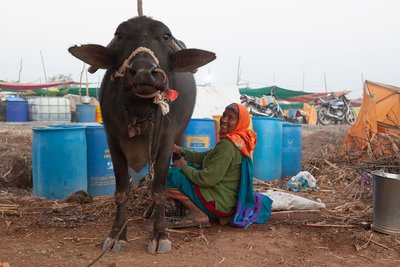 Le secteur laitier indien menacé par de nouveaux accords commerciaux-image