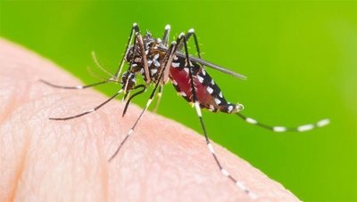 Lâchage de moustiques génétiquement modifiés au Burkina Faso : communiqué de la COPAGEN et du CCAE-image