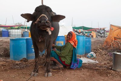 El sector lácteo de India bajo amenaza por los nuevos tratados comerciales-image