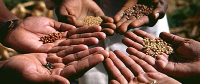 Monopolies on seed: How free trade agreements threaten food security and biodiversity.-image