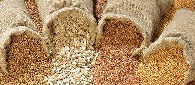 Corporate capture of seed is jeopardising farmers-image