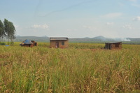 Land grabs at gunpoint: Thousands of families are being violently evicted from their farms to make way for foreign-owned plantations in Kiryandongo, Uganda-image