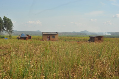 Acaparamientos de tierra a punta de pistola : Desalojan violentamente a miles de familias de sus fincas en Uganda-image